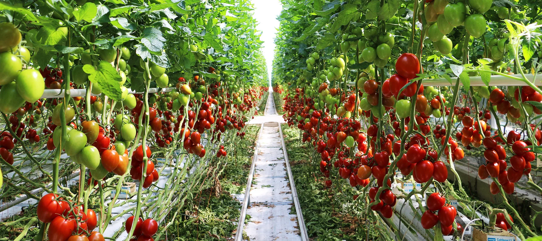 Über Drechsler Gartenbau